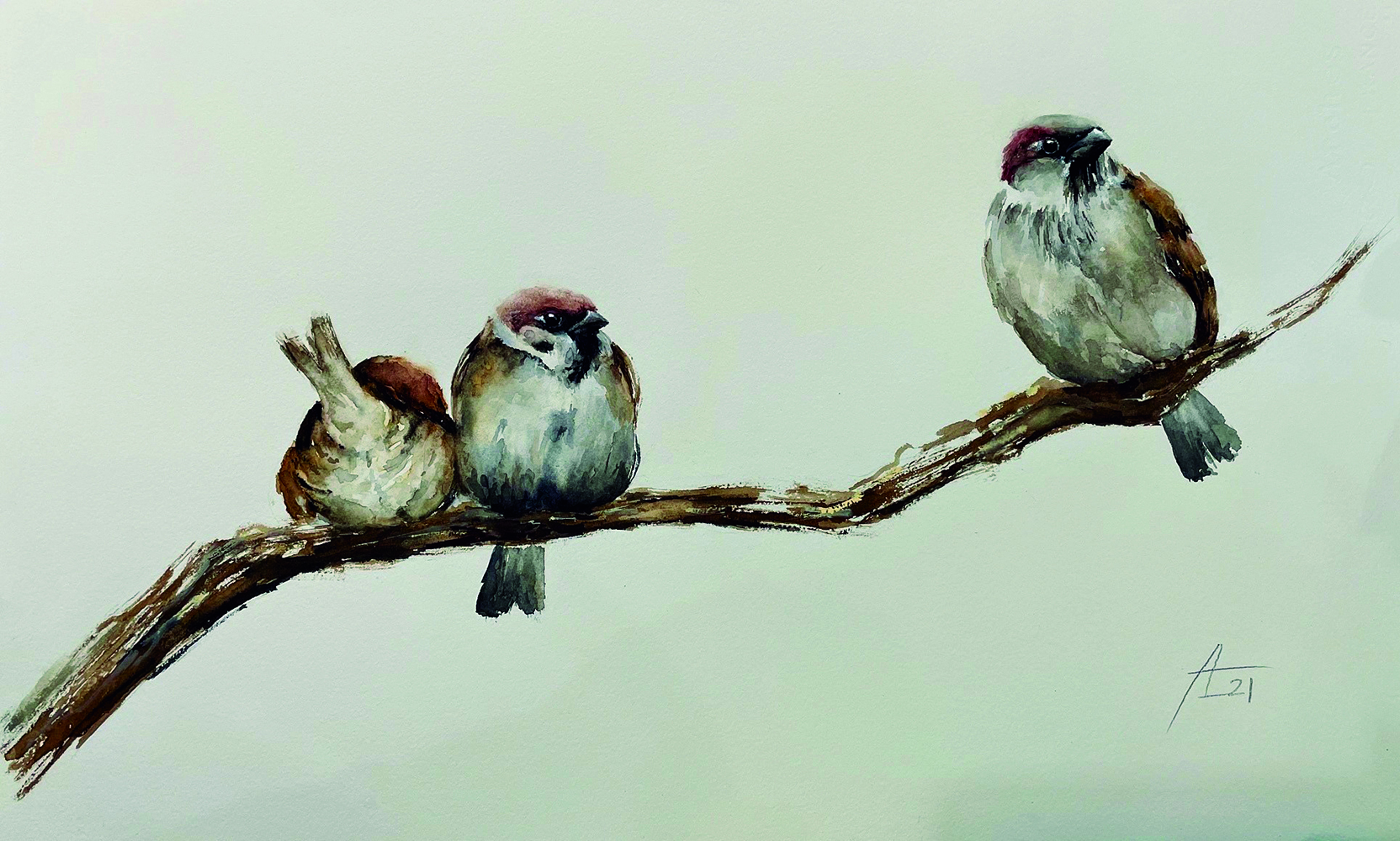 Gorriones Adela copia