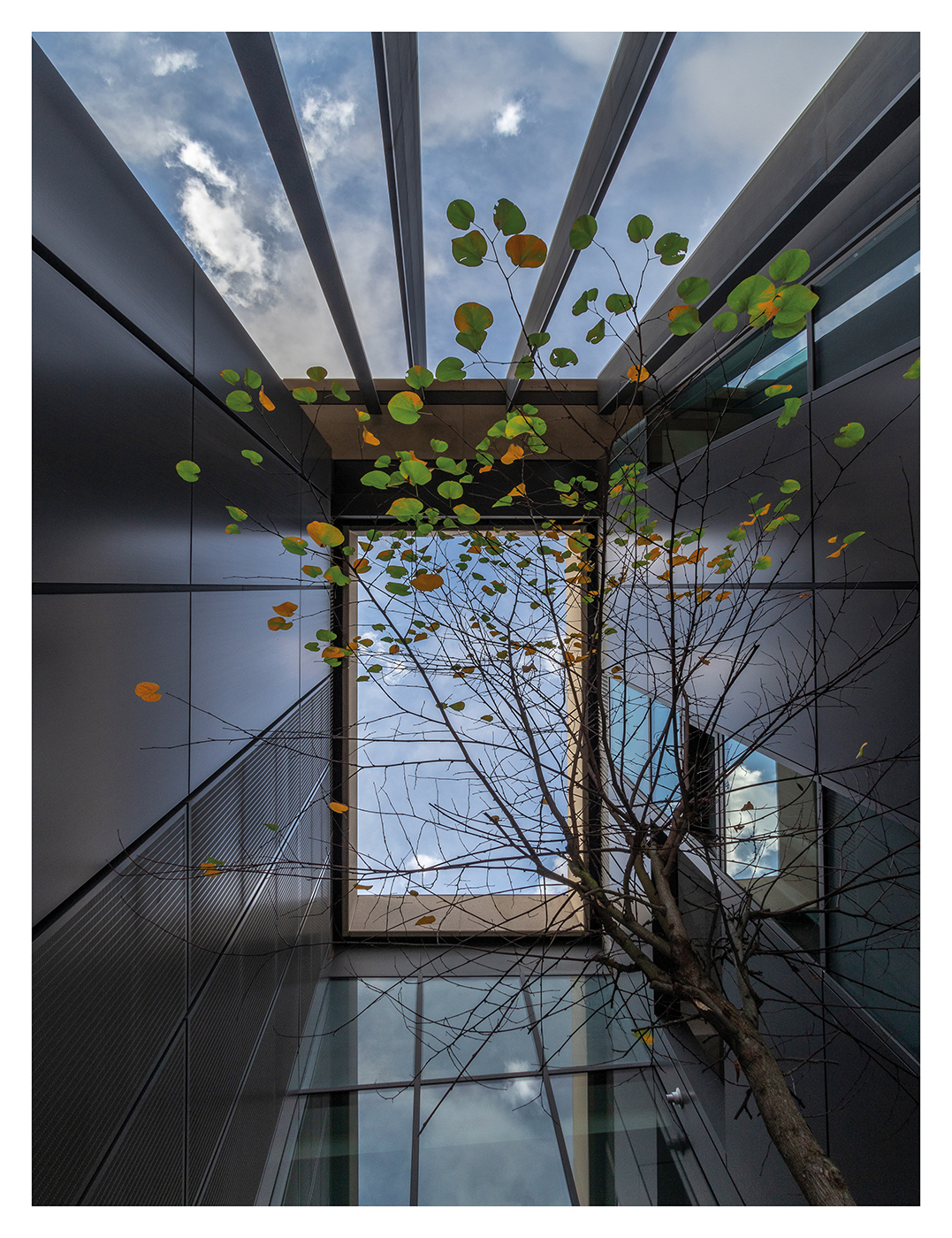 Naturaleza atrapada 2 copia