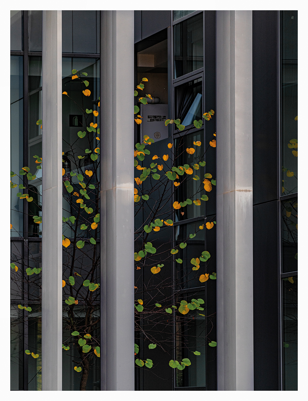 Naturaleza atrapada 3 copia