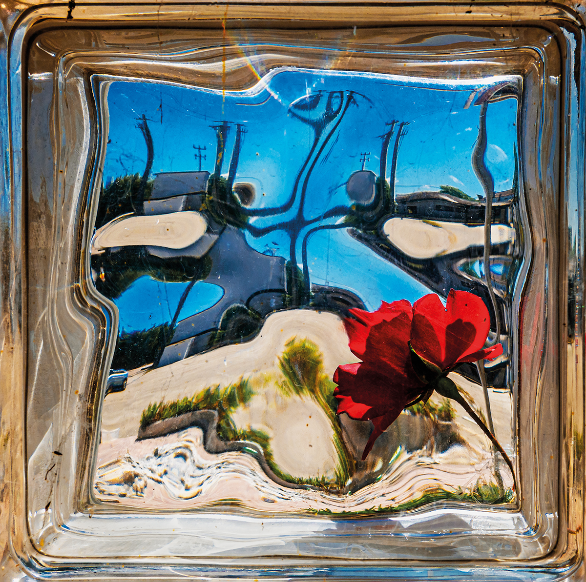 Rosa entre ruinas 2 copia