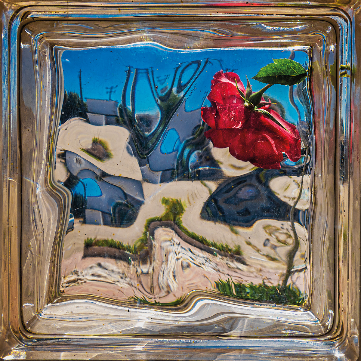 Rosa entre ruinas 3 copia